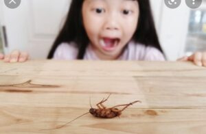 مكافحة الصراصير ببريدة