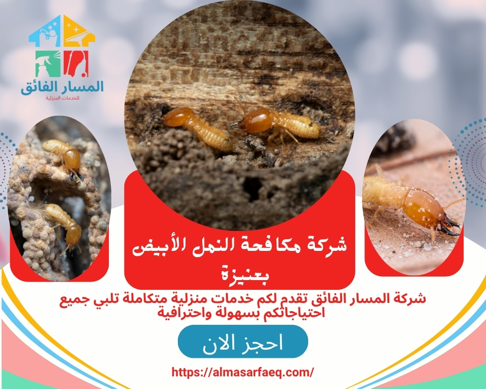 شركة مكافحة النمل الأبيض بعنيزة